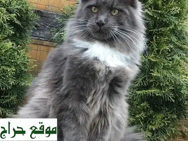 قطط Maine Coon عملاقة - مستوردة من أوكرانيا! 😻