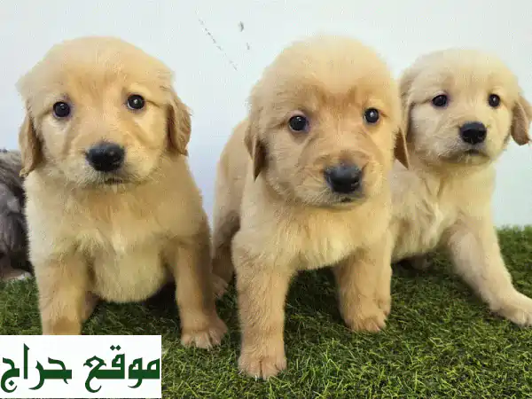 جرو جولدن ريتريفر - رفيقك الجديد ينتظرك! 🐾