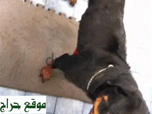 أنثى روت وايلر رائعة - 5 سنوات - رفيقة وفية تبحث...