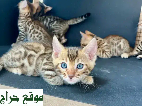 قطط بنغال رائعة للبيع - أضف رفيقًا أنيقًا لعائلتك!