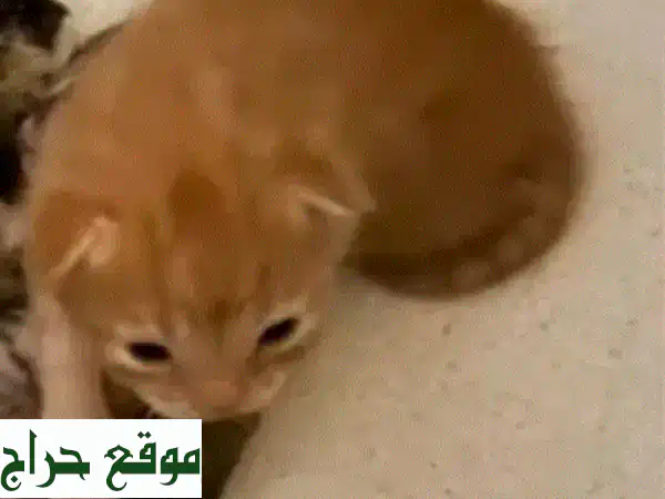قطة فارسية جميلة - شهر واحد فقط! تأكل كل شيء!...