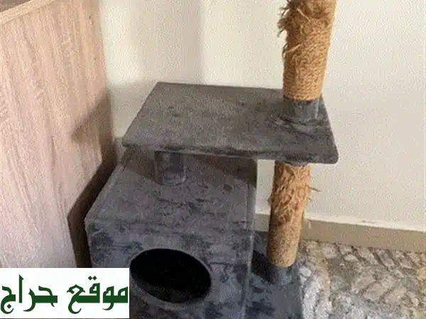 قطة فارسية جميلة - شهر واحد فقط! تأكل كل شيء! ودودة للغاية!
