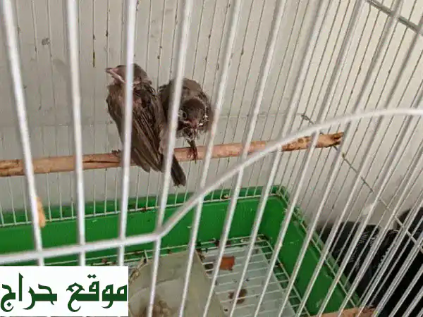 حمام بلدي أصيل للبيع - فرصة مميزة لعشاق الطيور!