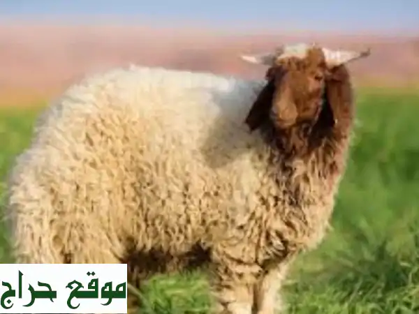 جزار متنقل في ضاحية المباركية بأبوظبي - خدمة مميزة، أينما كنت!