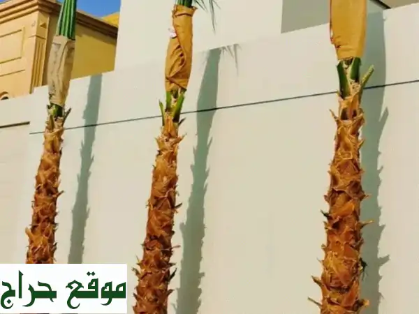 نخيل واشنطن، عربي، وشبوك: جمال الصحراء في متناول يديك!