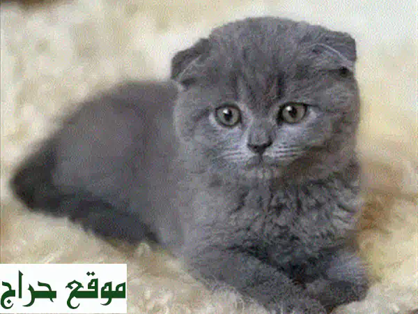 قطة سكوتيش فولد بلو بوينت ودودة - صديقة للأطفال! عمرها شهرين فقط!