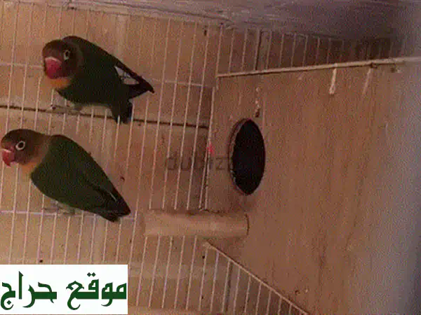 ببغاء صغير أليف للبيع - هادئ ونشيط ومتعلم! (٢ شهر)