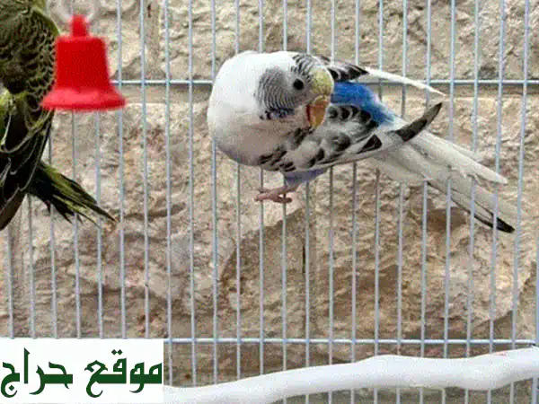 4 ببغاوات بودجي + قفص كبير - عرض مميز فقط بـ 15$!