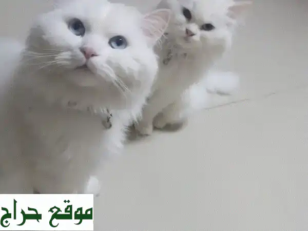 قطط شيرازية أختان تبحثان عن بيت دافئ!