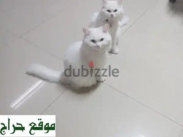 قطط شيرازية أختان تبحثان عن بيت دافئ!