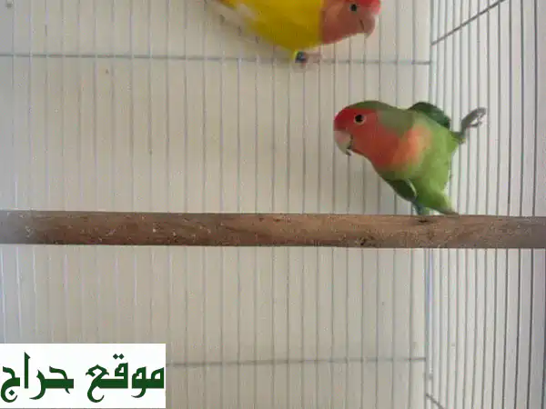 ٣٣,٠٠٠,١٤٣٢ زوجًا من حمام الحب! اكتشف سرّ تربية الحمام الناجحة معنا