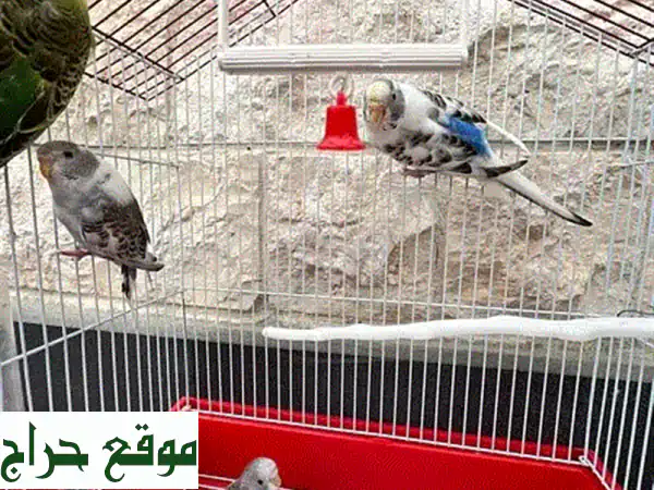 4 ببغاوات بودجي + قفص كبير - عرض مميز فقط بـ 15$!