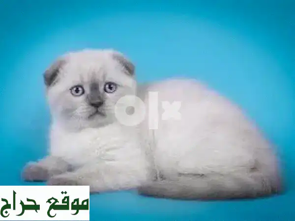 قطة سكوتيش فولد بلو بوينت ودودة - صديقة للأطفال!...