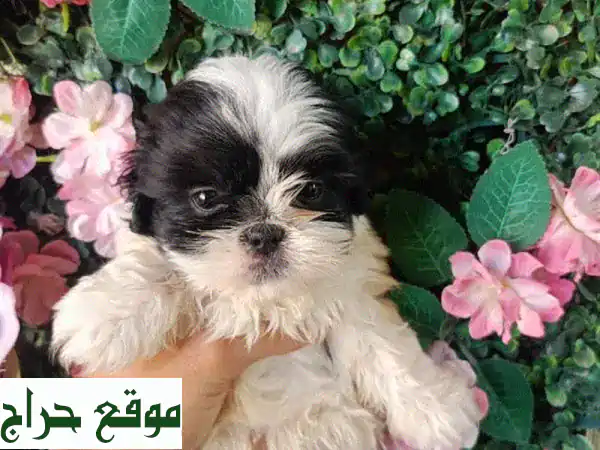 بوبى مينى شيتزو: أجمل كلب صغير ينتظرك! (ذكور...