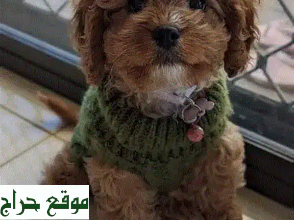 أروع جراء مالطيبو صغيرة - مستوردة ونقية السلالة!