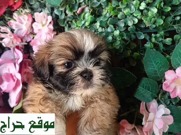 بوبى مينى شيتزو: أجمل كلب صغير ينتظرك! (ذكور وإناث متوفرة)