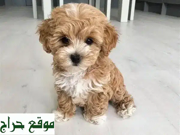 أروع جراء مالطيبو صغيرة - مستوردة ونقية السلالة!