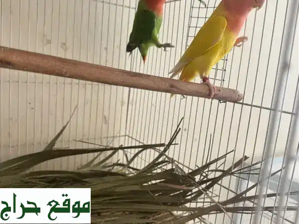 ٣٣,٠٠٠,١٤٣٢ زوجًا من حمام الحب! اكتشف سرّ تربية...