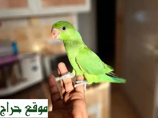 ببغاء صغير أليف للبيع - هادئ ونشيط ومتعلم! (٢ شهر)