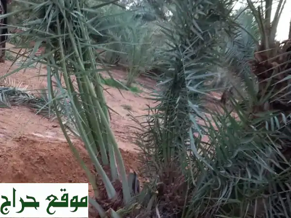 أفضل فسائل صكعي، مجد، ولي هلا، لي خلاص، شيشي، منيفي - توصيل، قلع، غرس