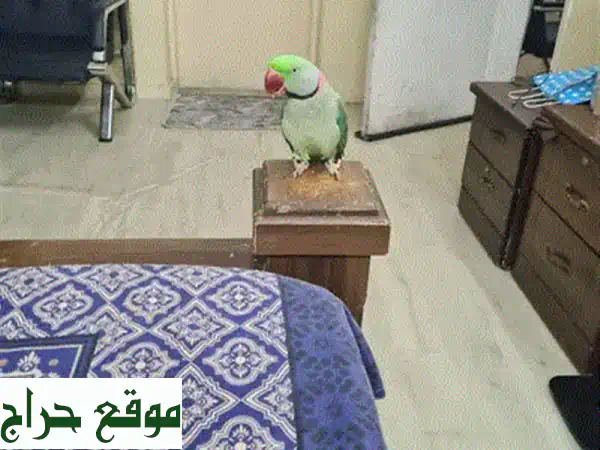 ببغاء قوس قزح الصيني: ألوان ساحرة ورفقة رائعة!