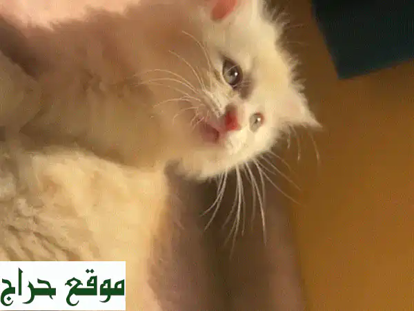 قطة فارسية صغيرة - 2 شهر فقط! 😻  (مدربة على...