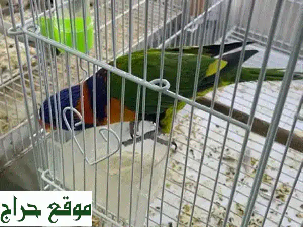 ببغاء قوس قزح الصيني: ألوان ساحرة ورفقة رائعة!
