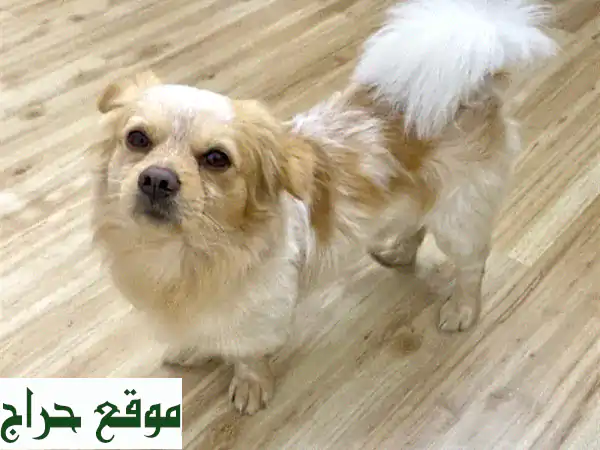 كلبٌ رقيقٌ يبحث عن عائلةٍ دافئة!