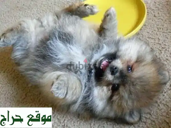 بوميرانين صغير جداً (تي كوب) - جاهز لمنزلك الجديد! 🐶