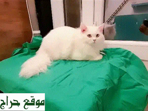 قطة فارسية صغيرة - 2 شهر فقط! 😻  (مدربة على استخدام صندوق الفضلات)