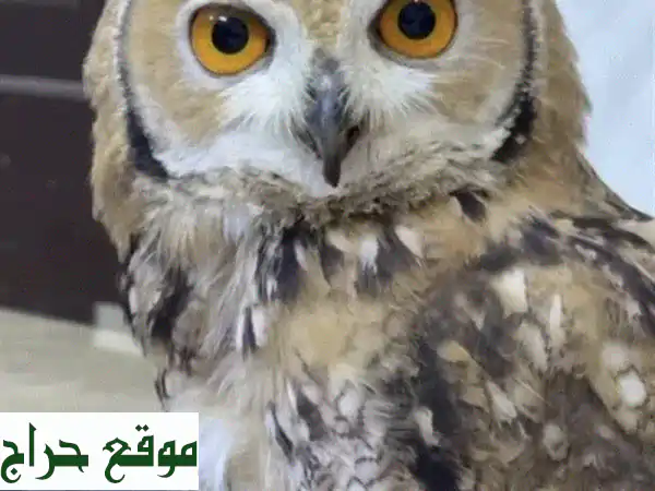 فرخ بومة نسريه (5 أشهر) - أليف وصحته ممتازة!