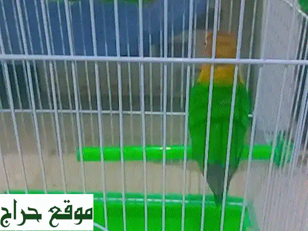 حبّتان من الطيور الجميلة تبحثان عن منزل دافئ! (بقفصين وطعام!)