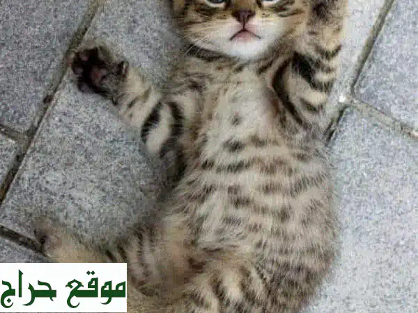 قط شيرازي أنيق - 500 درهم فقط! (أبوظبي)