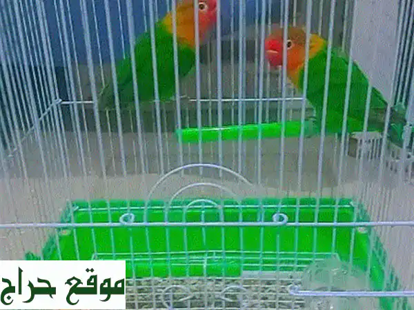 حبّتان من الطيور الجميلة تبحثان عن منزل دافئ!...