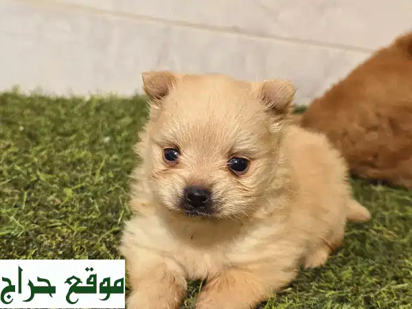 Mini Toy Poodle Pomeranian: كلب صغير، قلب كبير! (بدءًا من 200 دينار بحريني)