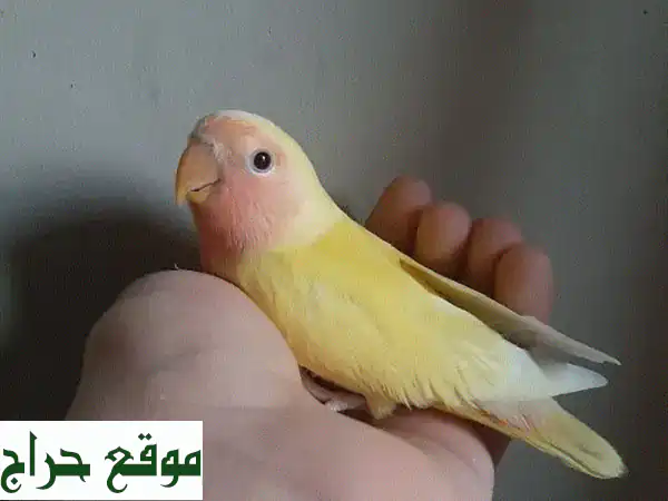 حبّاتٌ حمراء العينين لاتينية، أليفة وصحية! للبيع الآن!