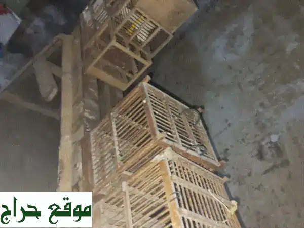 قفص عصفور فاخر: منزل أحلام طائرك الصغير! (صغير & كبير)