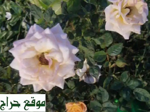 أجمل حدائق صباح السالم بين يديك! 🌷 ترتيب وتنسيق حدائق، قص تيل طبيعي، وزرع ورود مميزة