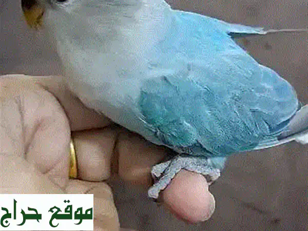 حبّاتٌ حمراء العينين لاتينية، أليفة وصحية! للبيع الآن!