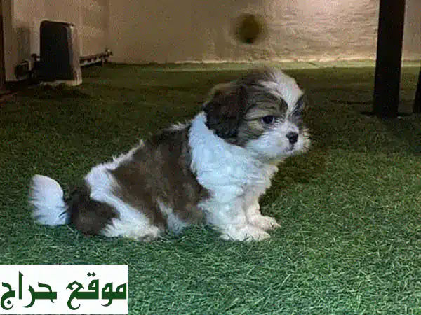 صغير، رقيق، وذو قلب كبير! جرو شيتزو ذكر للبيع في صلالة