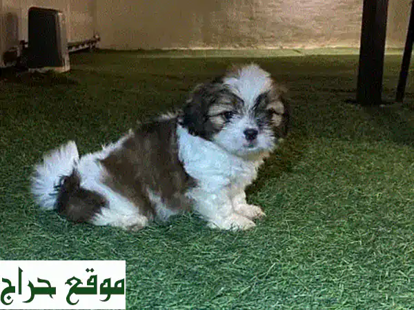 صغير، رقيق، وذو قلب كبير! جرو شيتزو ذكر للبيع في صلالة