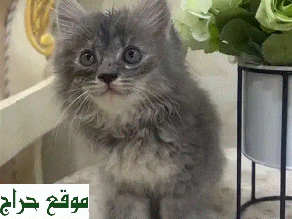 قط سكوتش كيوت للبيع - رفيق لعائلتك اللطيف!