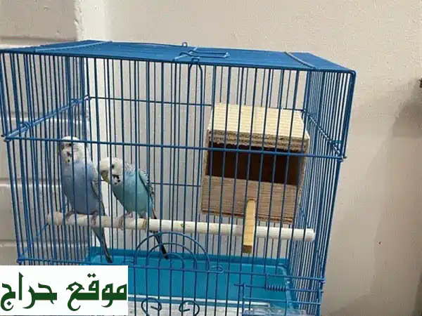 ببغاوات كوكاتيل صغيرة وجميلة للبيع! مع القفص! 🐦