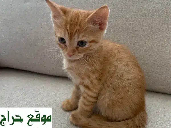 قطط سوداء رائعة تبحث عن بيت دافئ! 😻