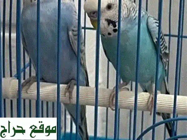 ببغاوات كوكاتيل صغيرة وجميلة للبيع! مع القفص! 🐦