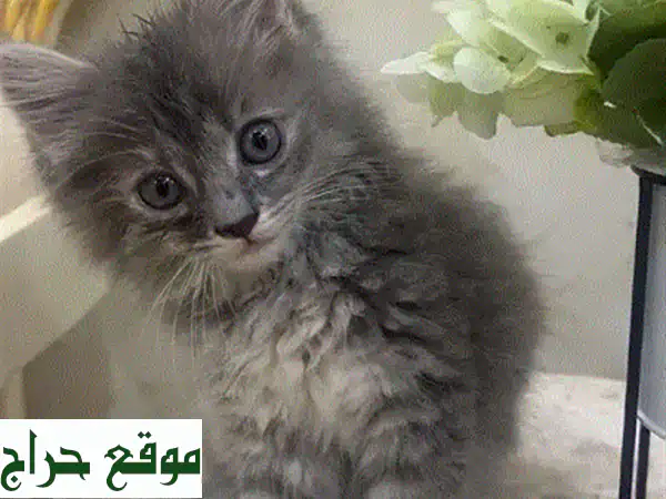 قط سكوتش كيوت للبيع - رفيق لعائلتك اللطيف!