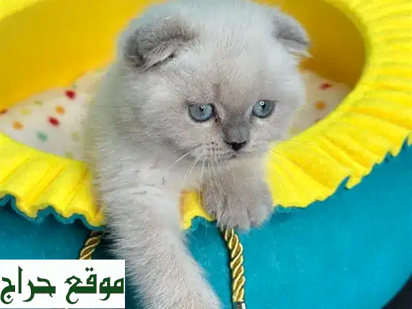 قطط سكوتيش فولد ملونة ساحرة - أنقى سلالة وألطف شخصية!