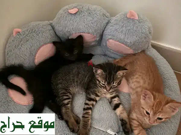 قطط سوداء رائعة تبحث عن بيت دافئ! 😻