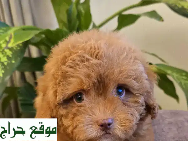Mini Toy Poodle Pomeranian: كلب صغير، قلب كبير! (بدءًا من 200...