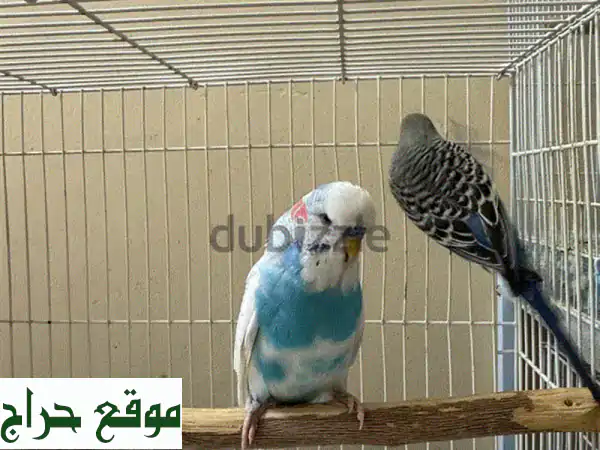 هل تبحث عن ببغاء هولندي؟  😍  ببغاوات هولندية...